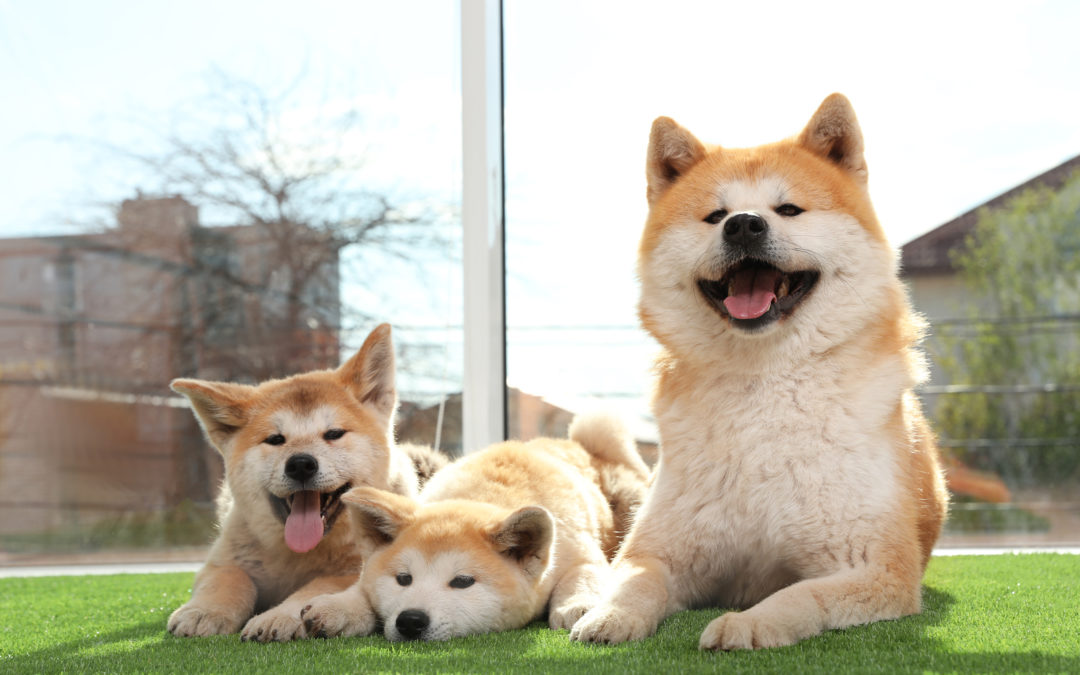 Adorable Akita Inu dog and puppies on artificial grass near window