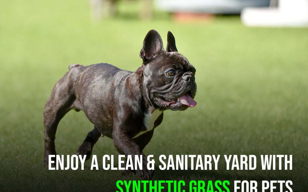6 Ways Synthetic Grass for Pets in Tracy Creates a More Hygienic Yard