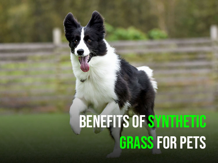 First-Time Dog Owner? Here’s How Synthetic Grass for Pets in Tracy Can Help