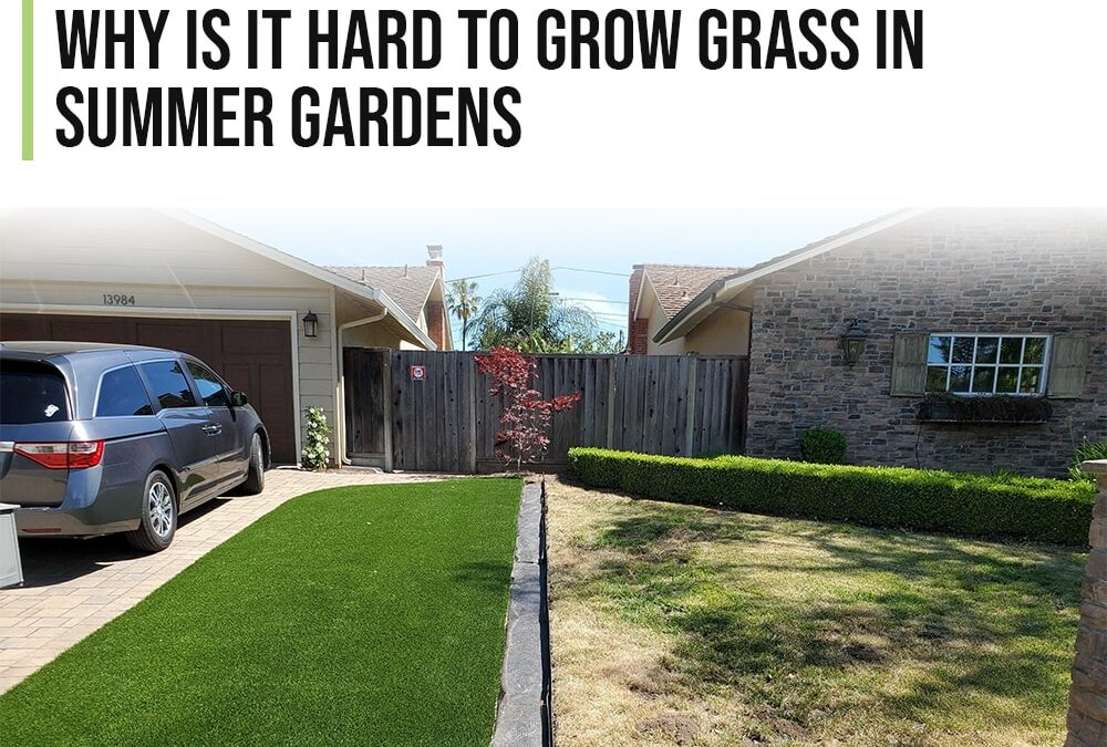 Why Is It Hard to Grow Grass in Summer Gardens - Artificial Grass Tracy