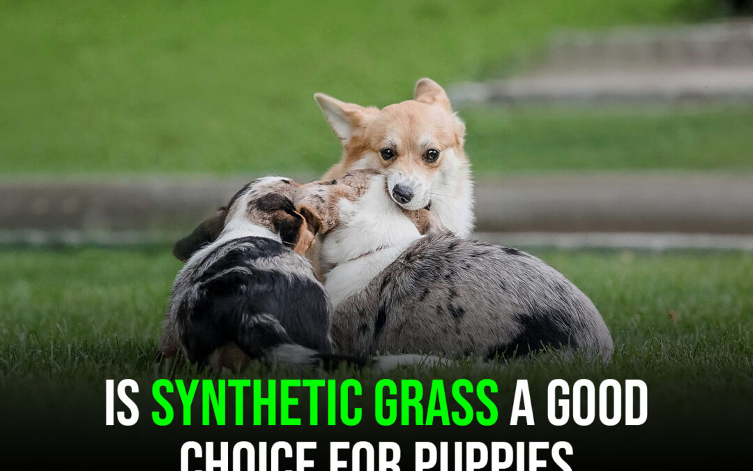Is Synthetic Grass for Pets in Tracy Safe for Puppies?